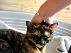 Model Aylin Photograph Alain Pengrech bracelet opalite jewel lithotherapy cat